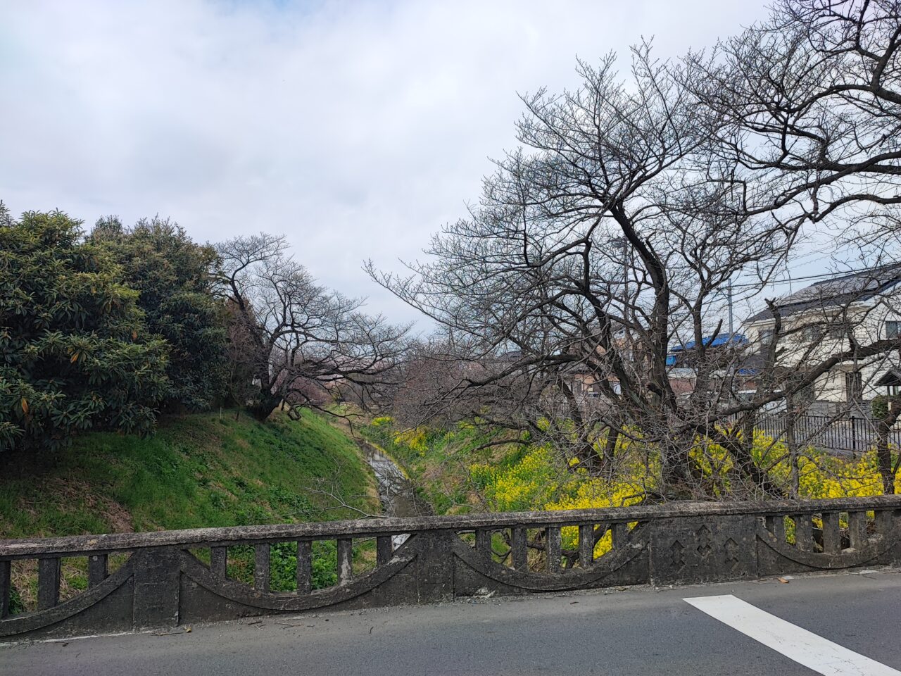 白岡市 桜の開花状況