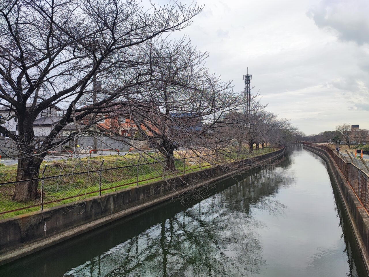 見沼代用水さくら並木