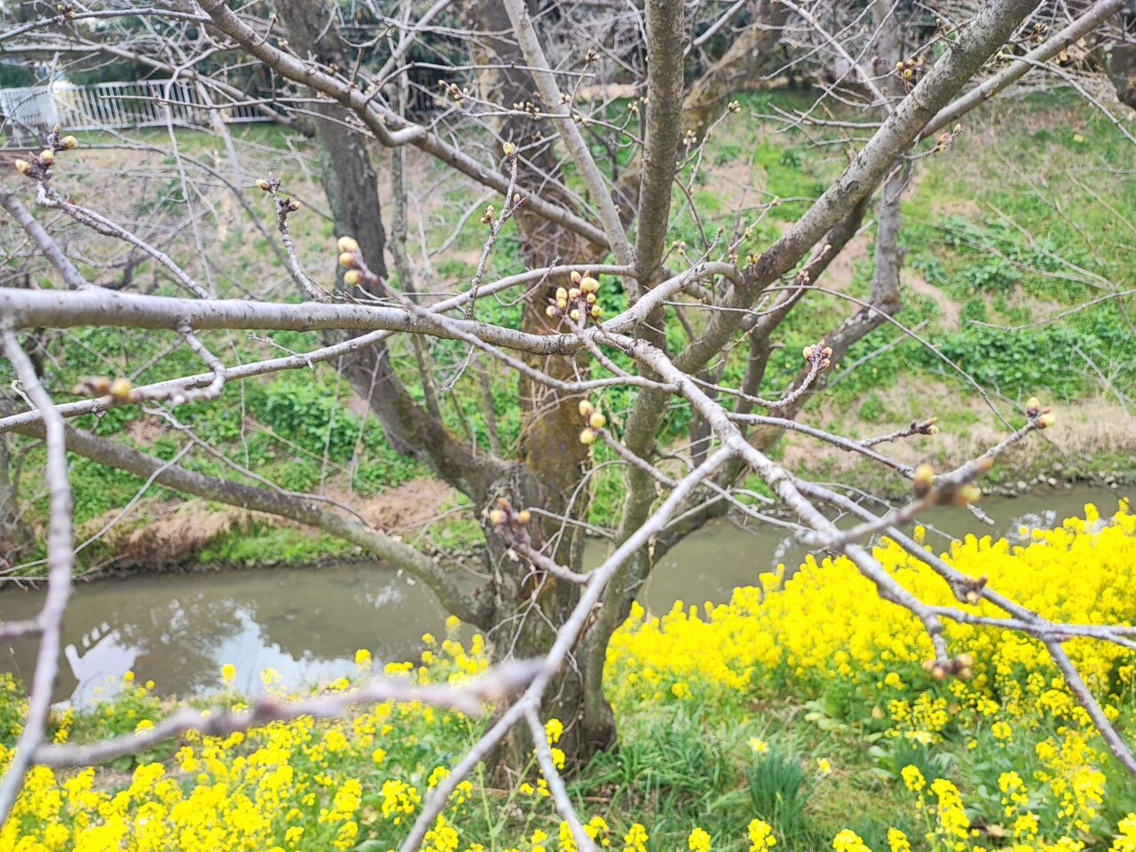 白岡市 桜の開花状況