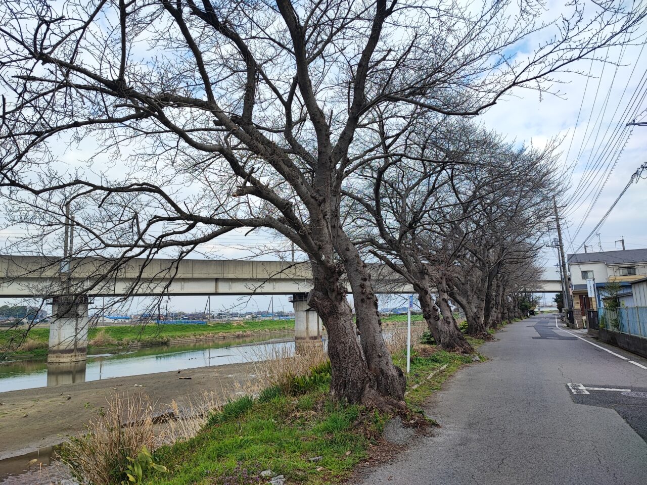白岡市 桜の開花状況