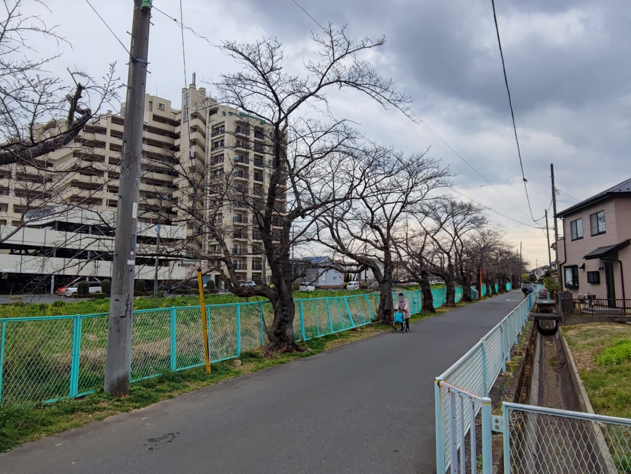 綾瀬川沿い桜並木