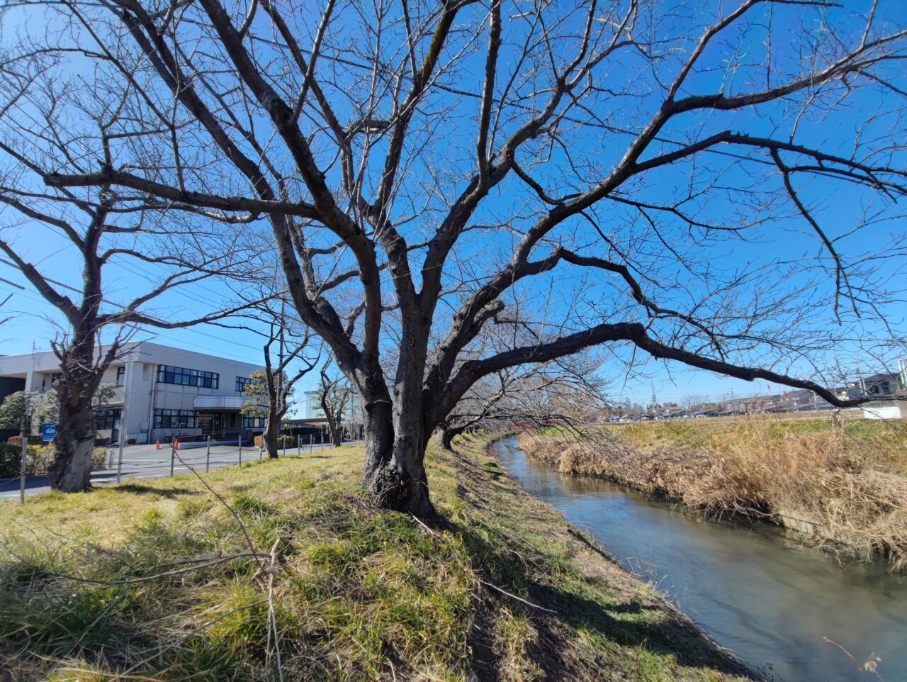 3月28日 桜市2026