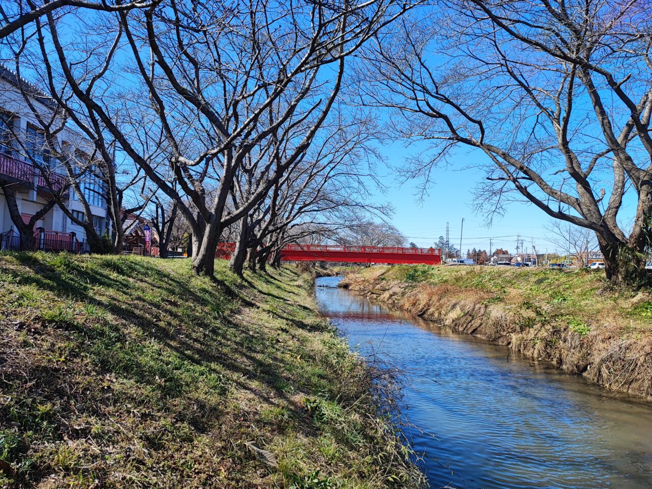 3月28日 桜市2026