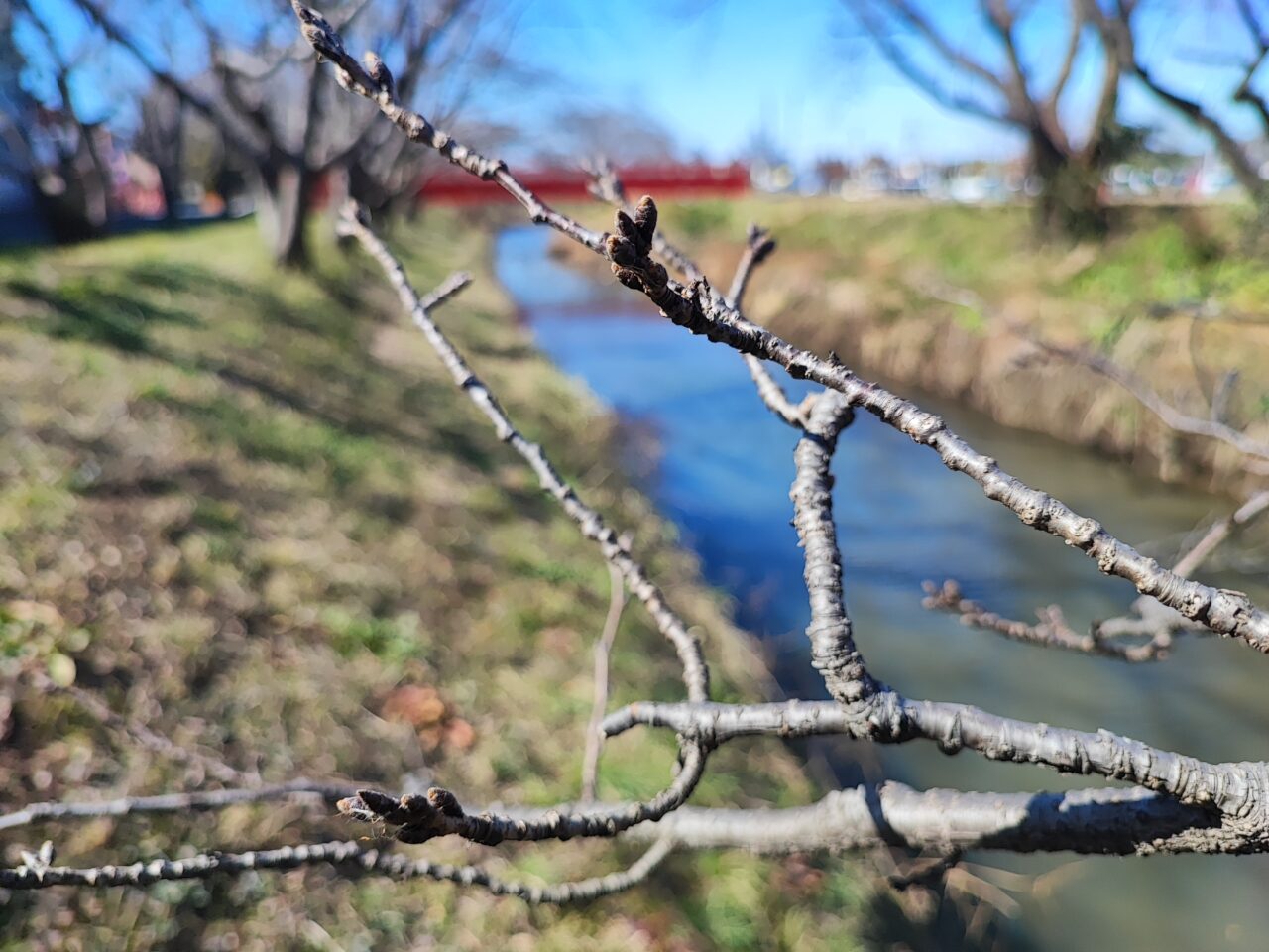 3月28日 桜市2026