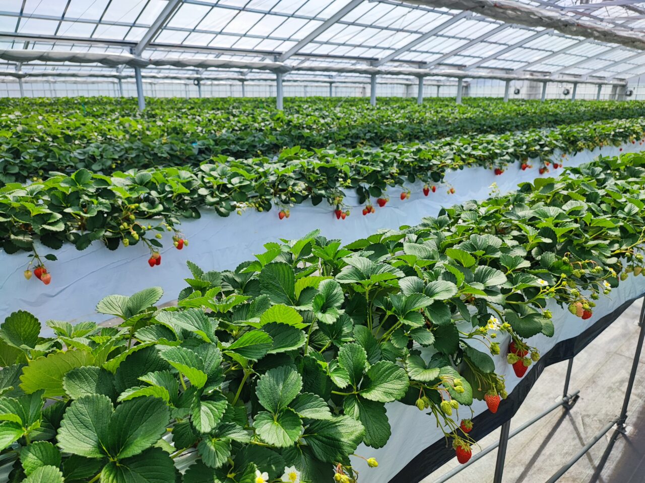 観光農園「ICHIGOSUKE（いちごすけ）」オープン
