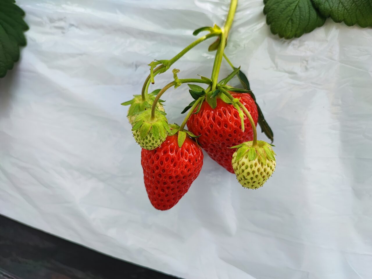 観光農園「ICHIGOSUKE（いちごすけ）」オープン