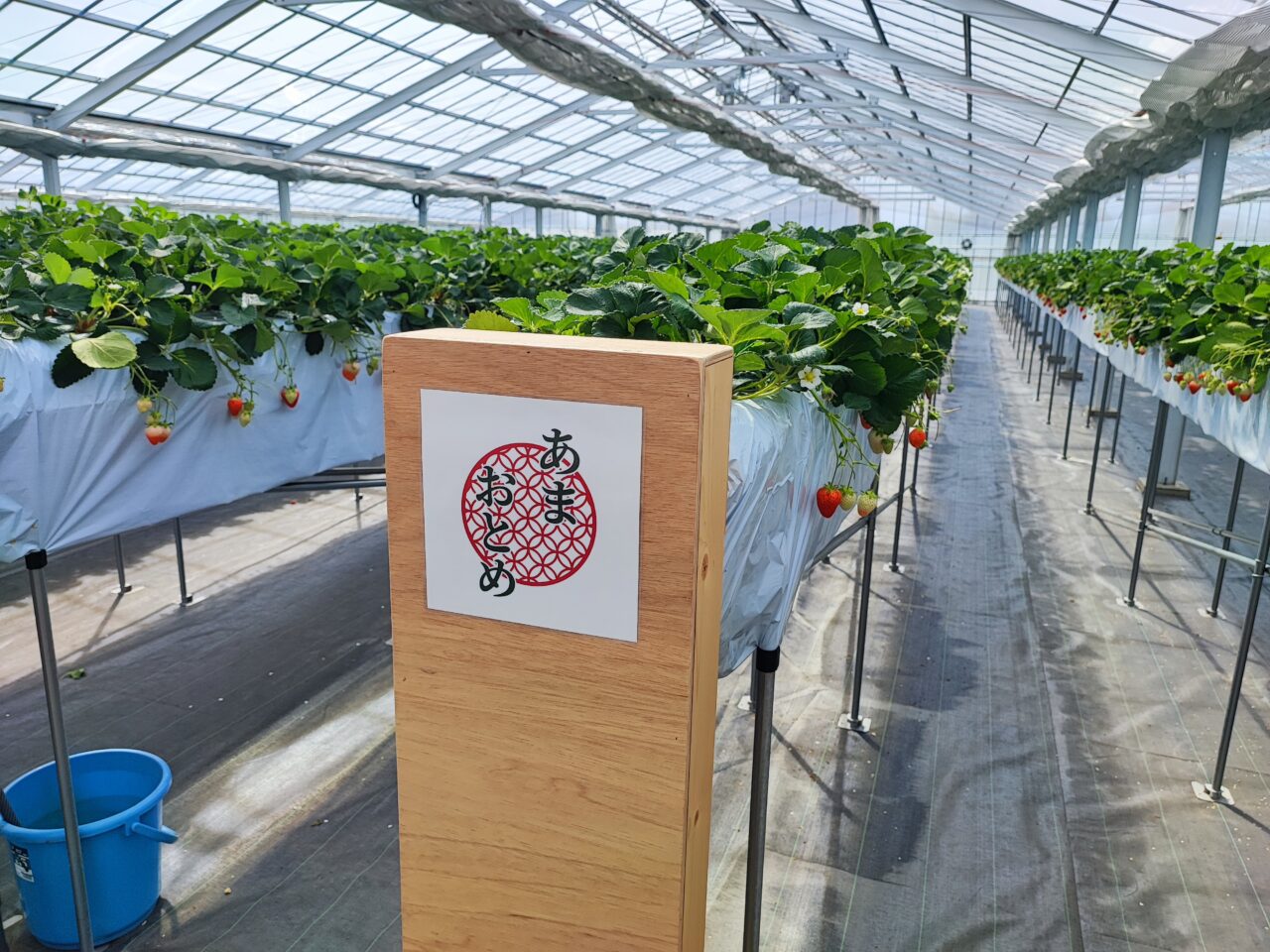 観光農園「ICHIGOSUKE（いちごすけ）」オープン