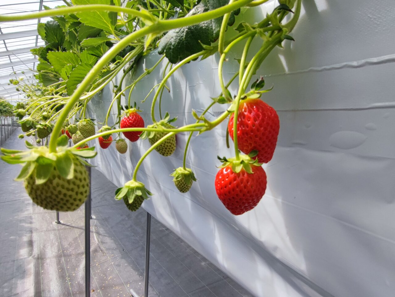 観光農園「ICHIGOSUKE（いちごすけ）」オープン
