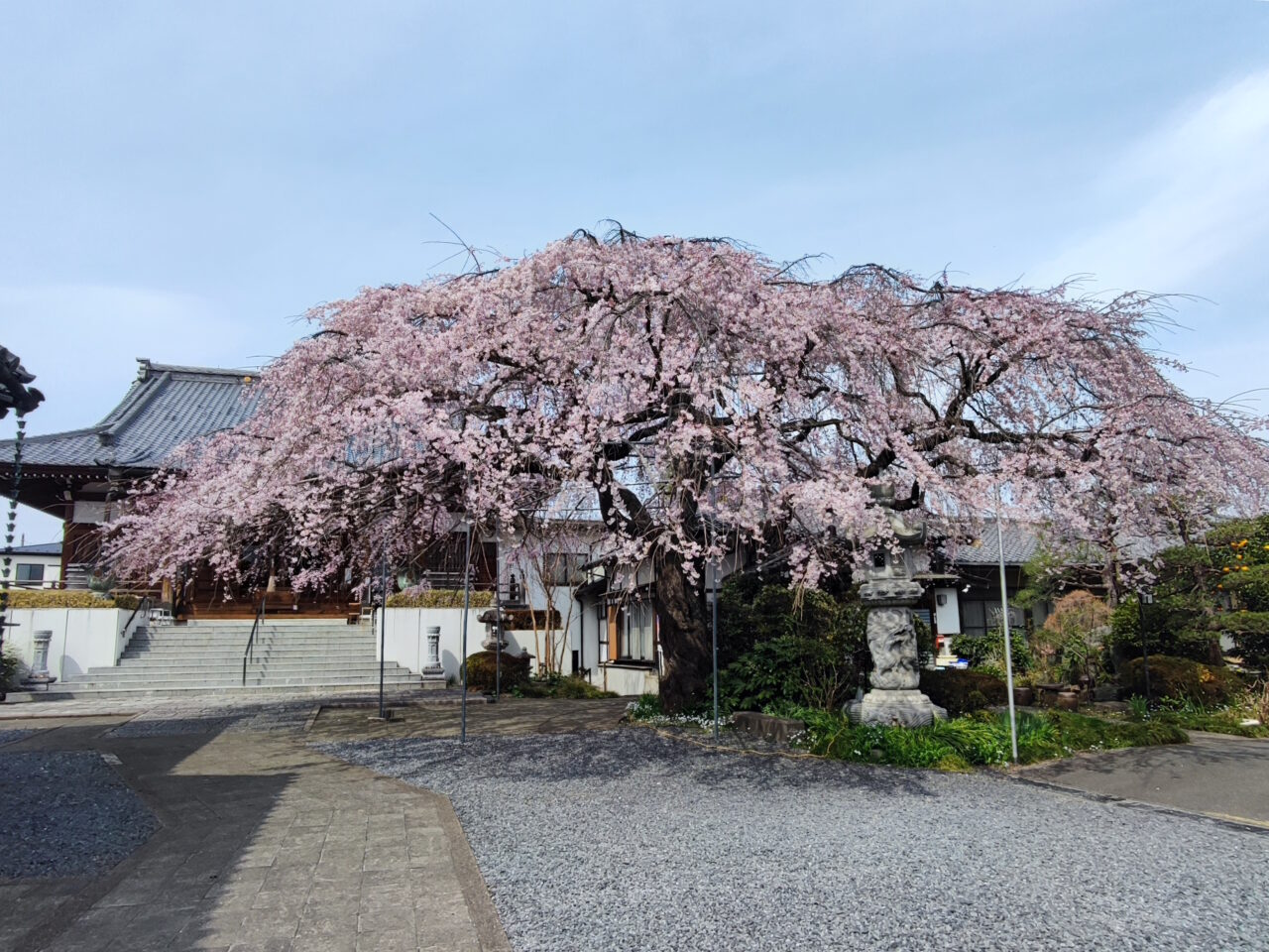 蓮田市慶福寺の「しだれ桜（将軍桜）」