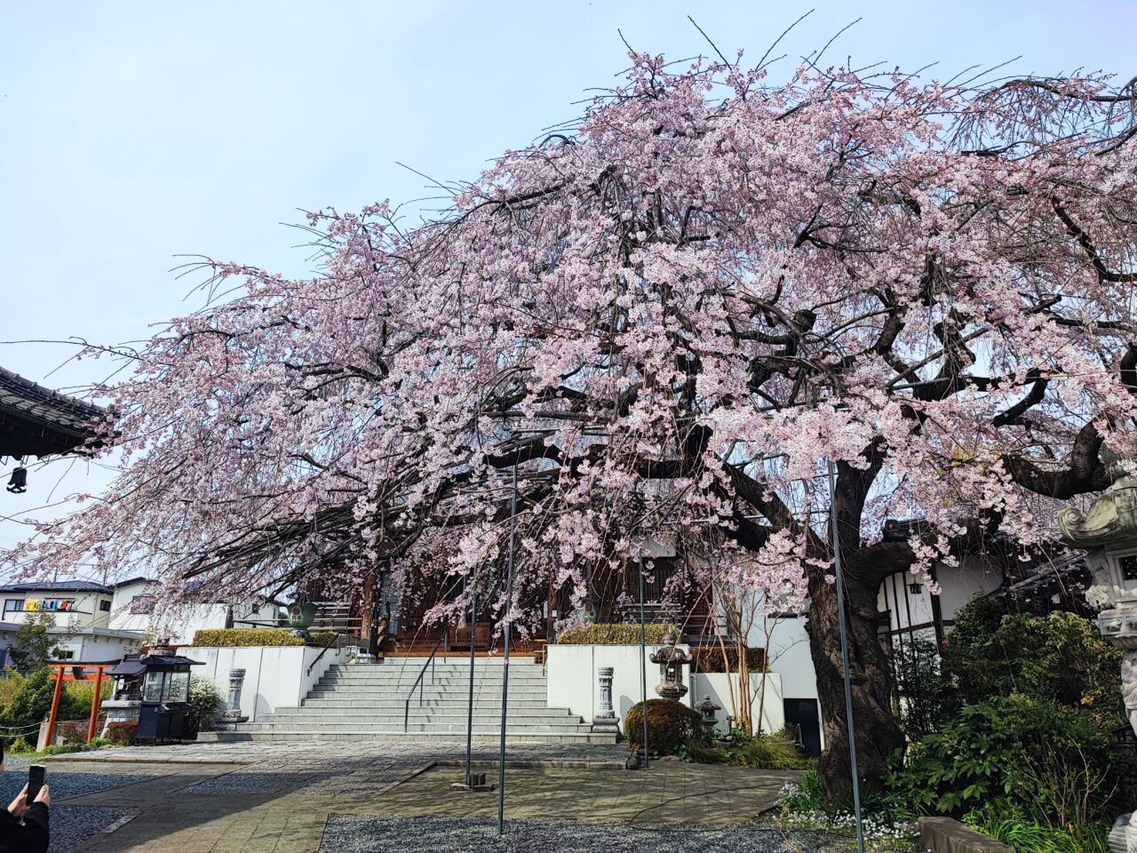 蓮田市慶福寺の「しだれ桜（将軍桜）」