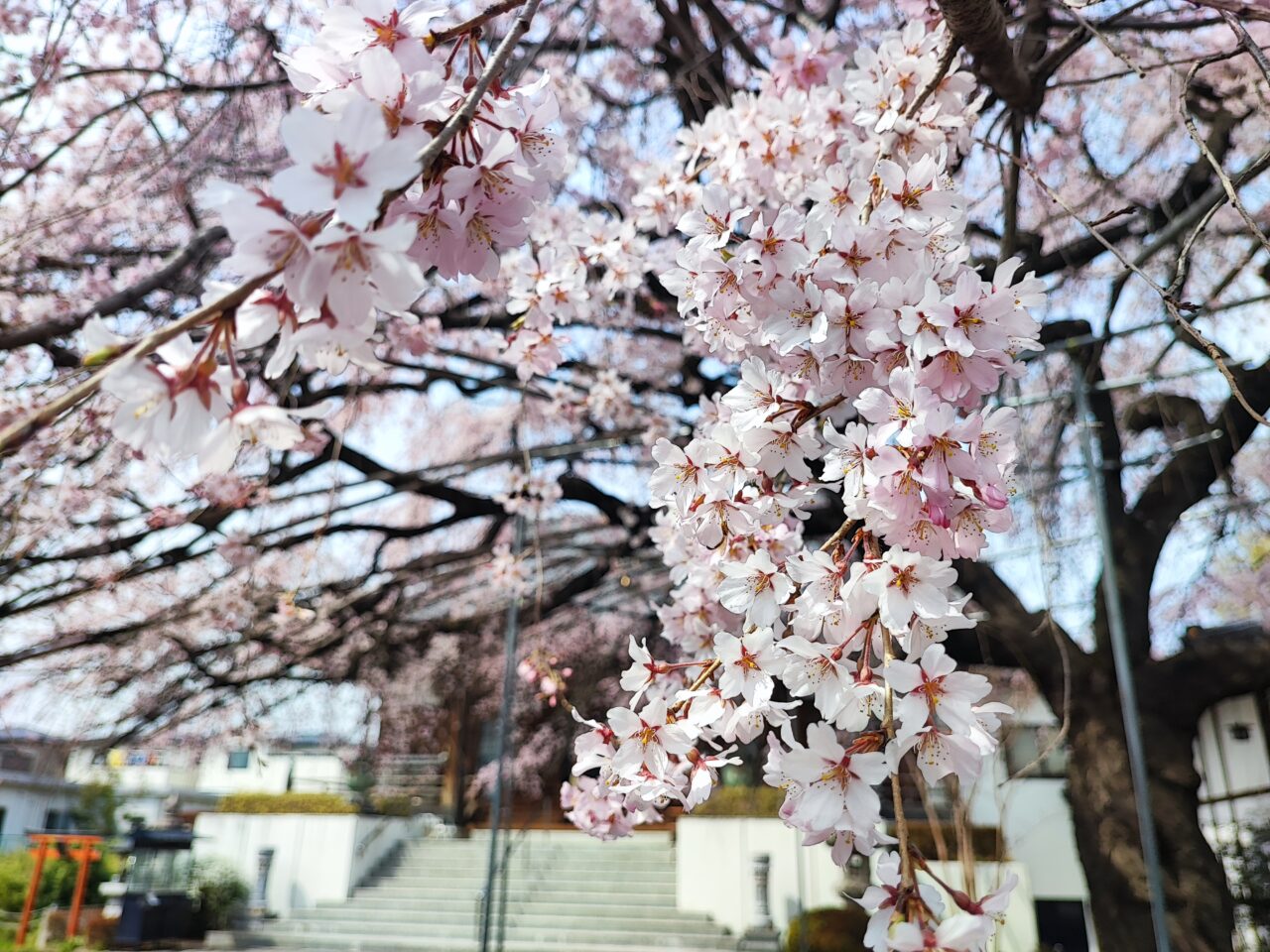 蓮田市慶福寺の「しだれ桜（将軍桜）」