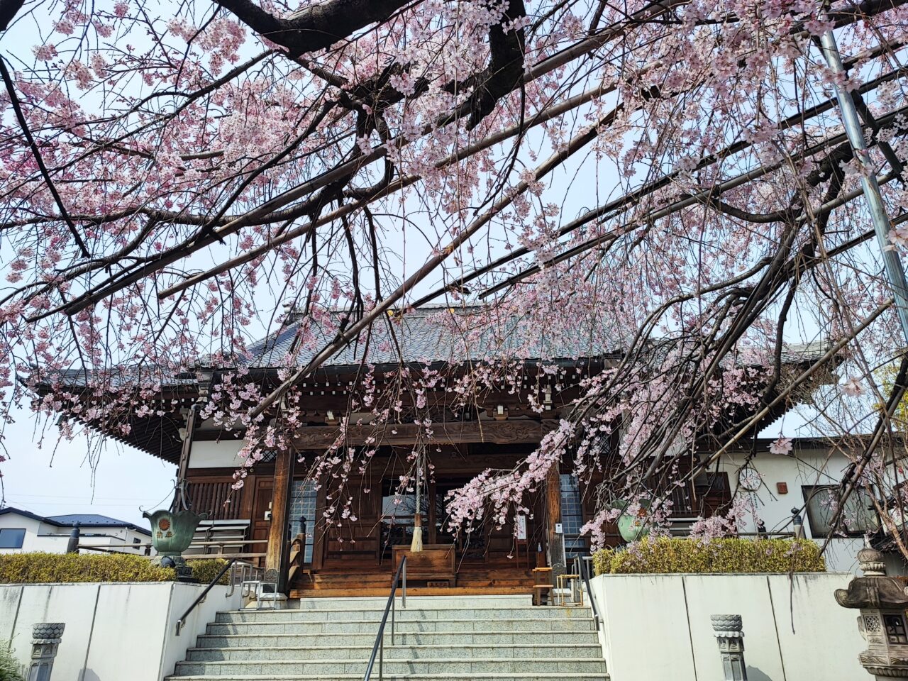 蓮田市慶福寺の「しだれ桜（将軍桜）」