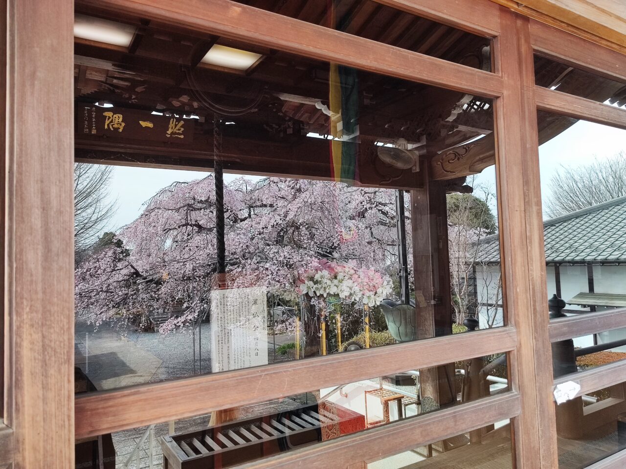 蓮田市慶福寺の「しだれ桜（将軍桜）」