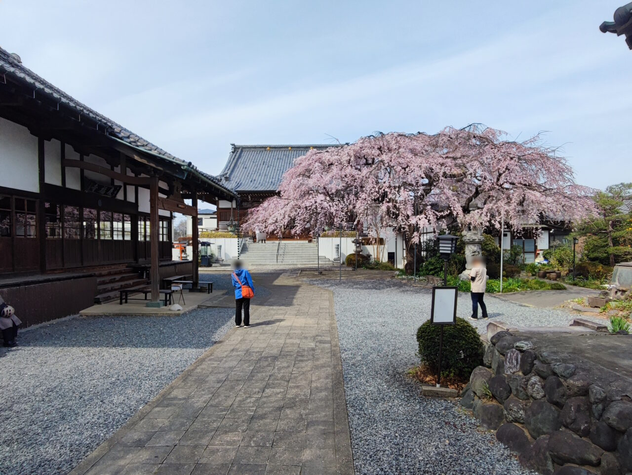 蓮田市慶福寺の「しだれ桜（将軍桜）」