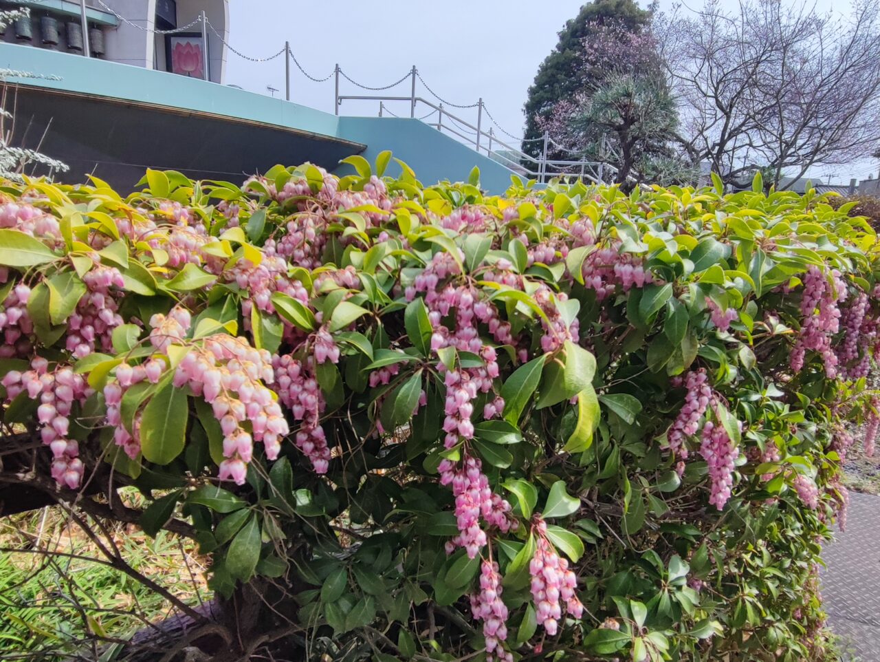 蓮田市慶福寺の「しだれ桜（将軍桜）」