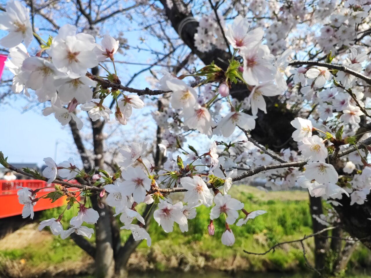 東武動物公園 夜桜のライトアップ