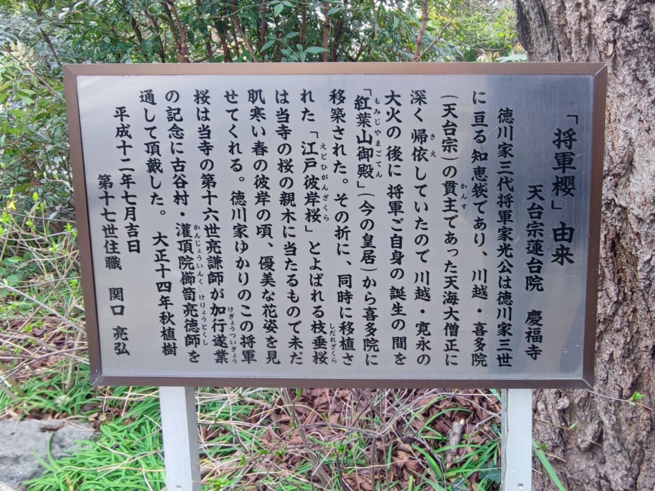 蓮田市慶福寺の「しだれ桜（将軍桜）」