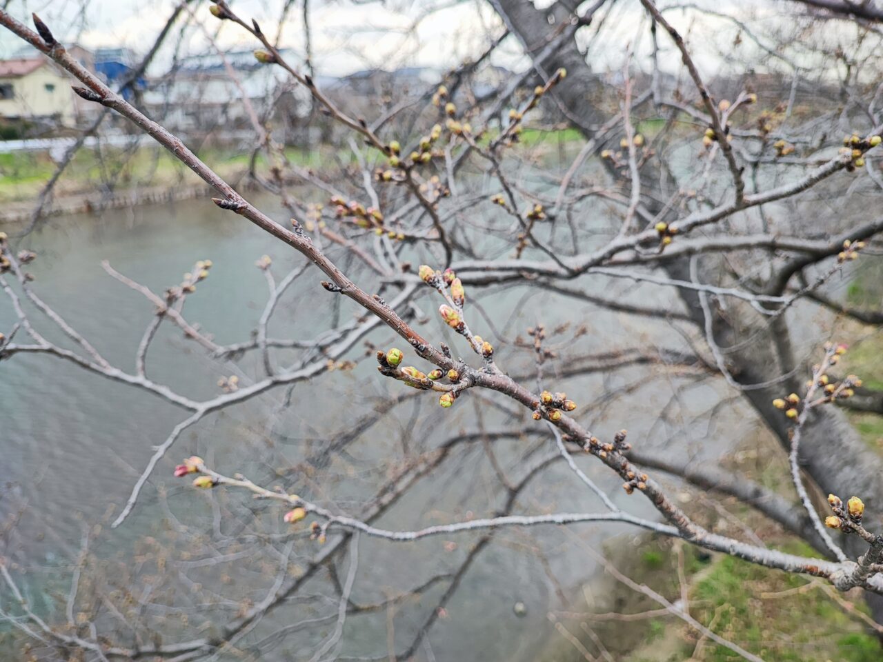 元荒川河川の桜