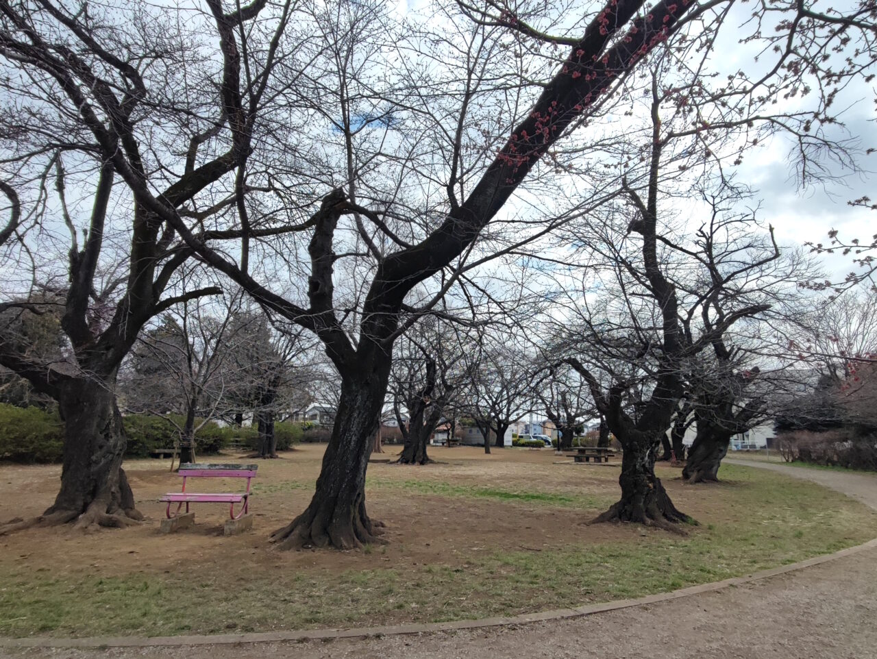白岡市 桜の開花状況