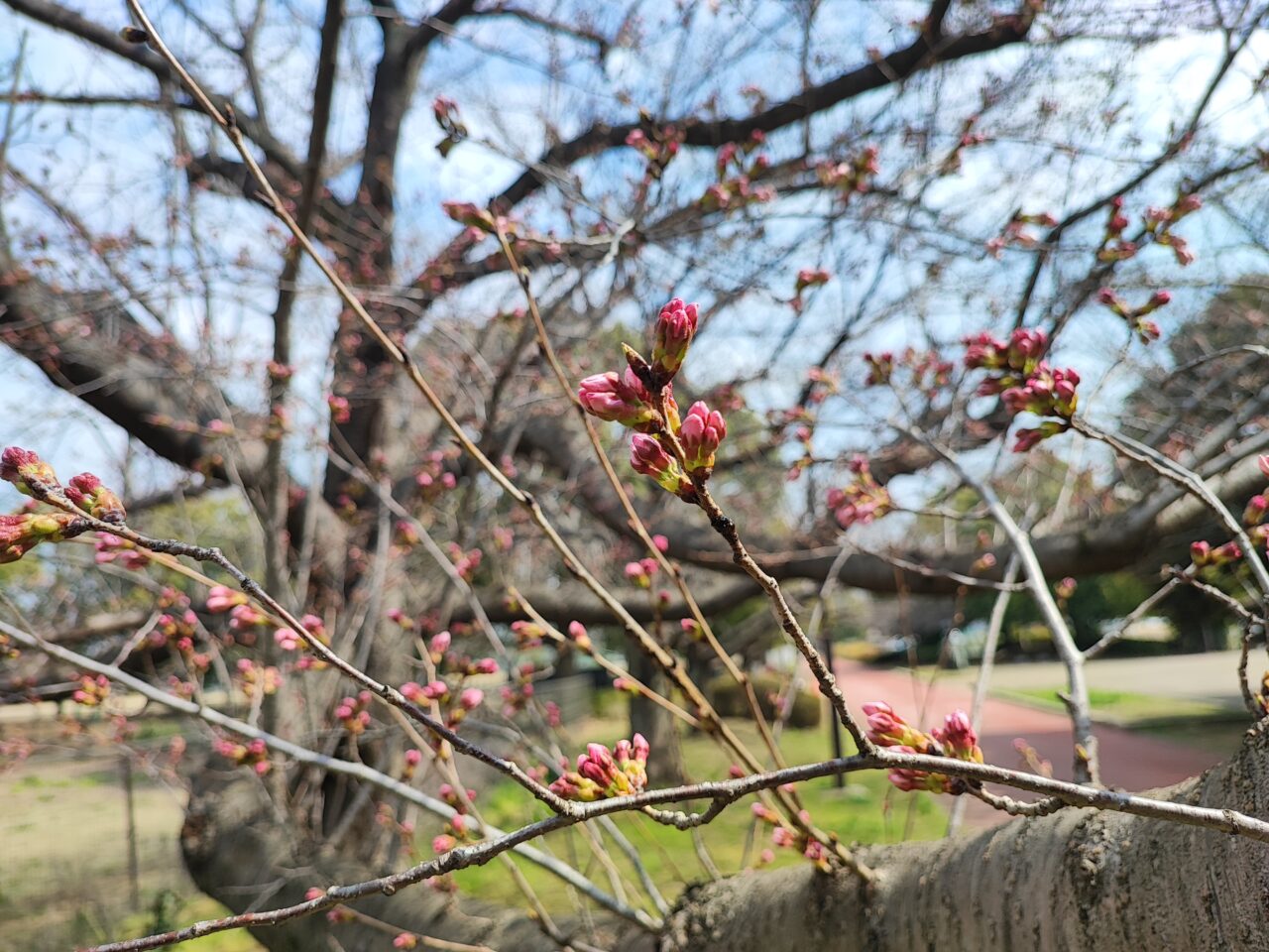 白岡市 桜の開花状況