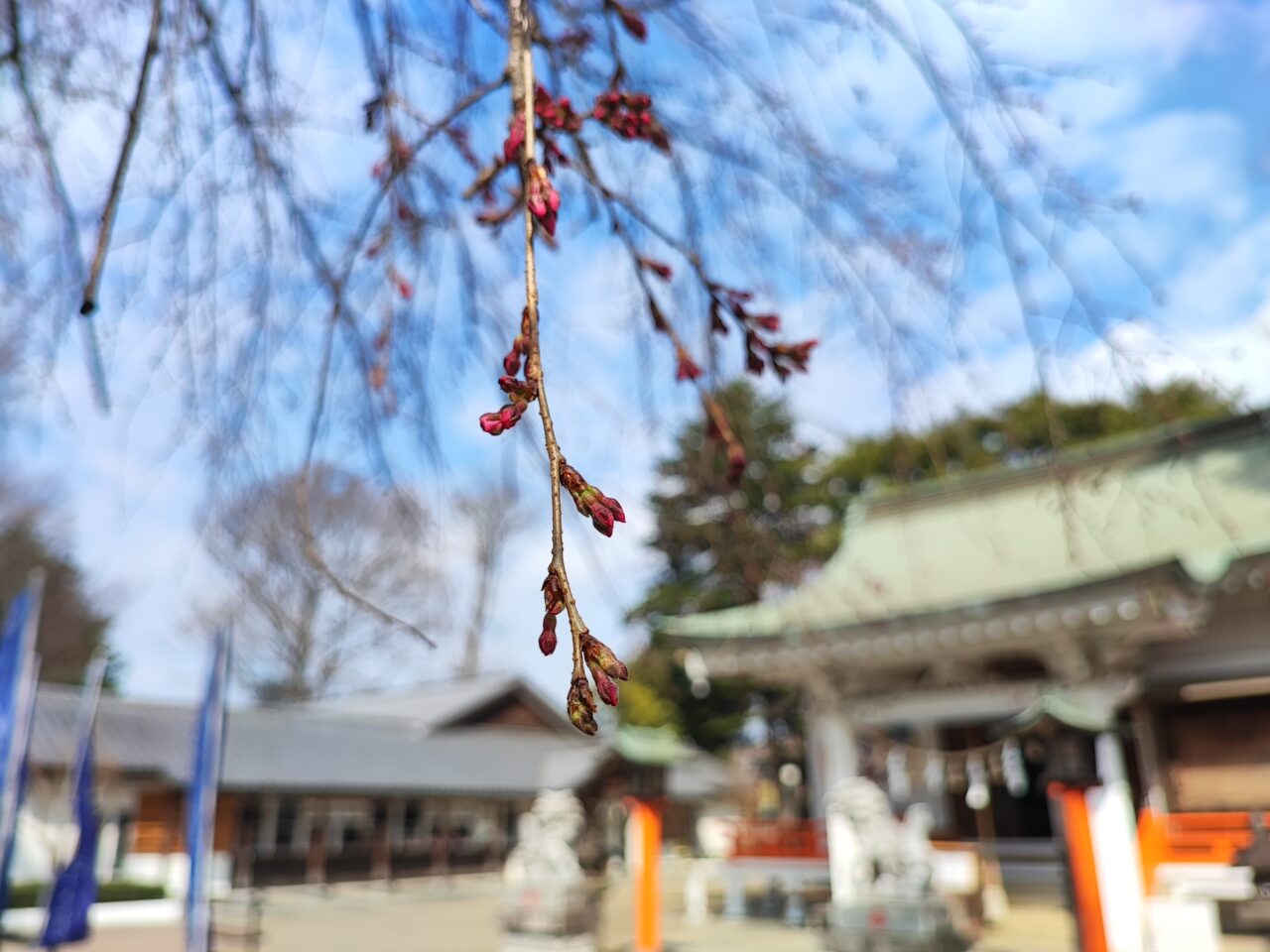白岡市 桜の開花状況