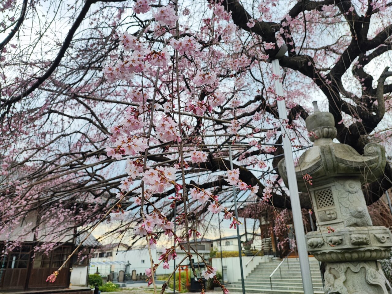 慶福寺の将軍桜