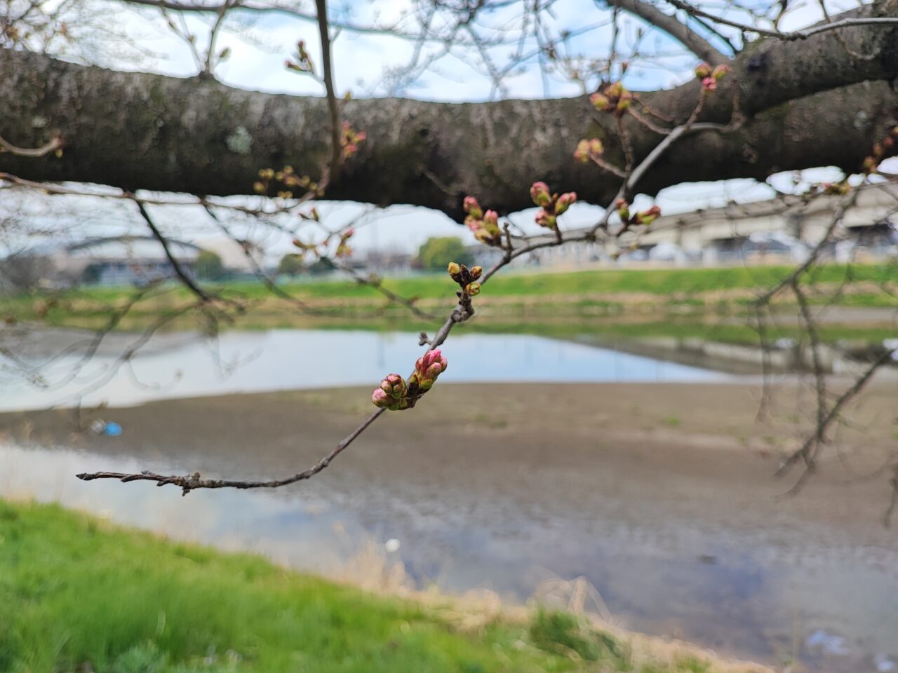 白岡市 桜の開花状況