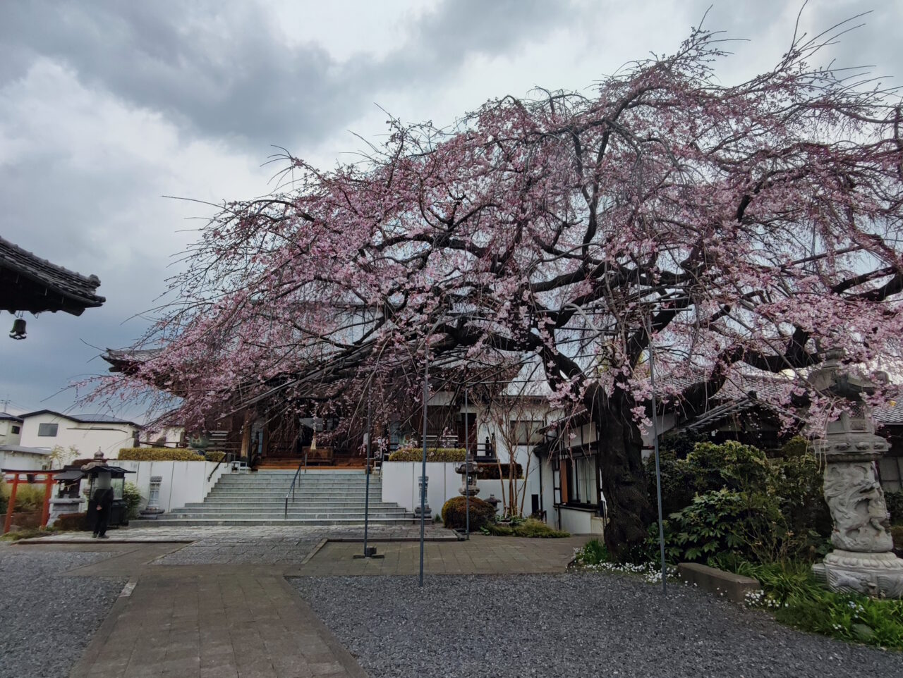 慶福寺の将軍桜