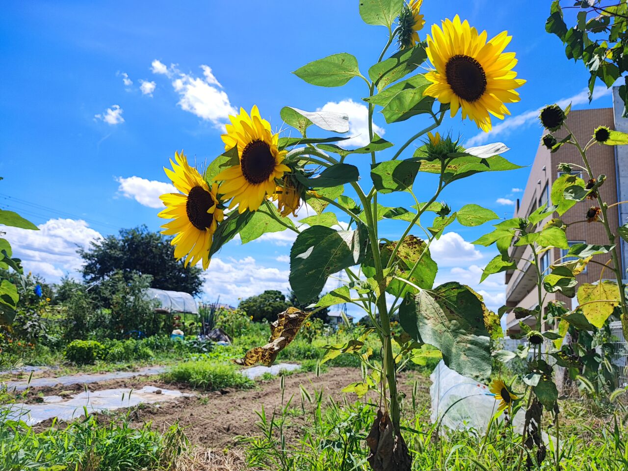 白岡市フォトコン