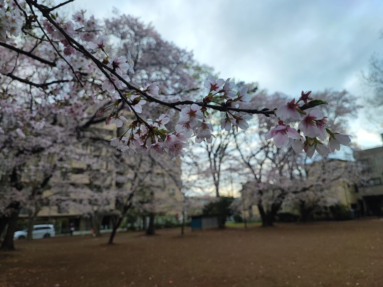 小久喜ささら獅子舞＆マルシェ