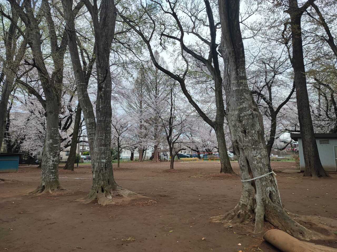 小久喜ささら獅子舞＆マルシェ