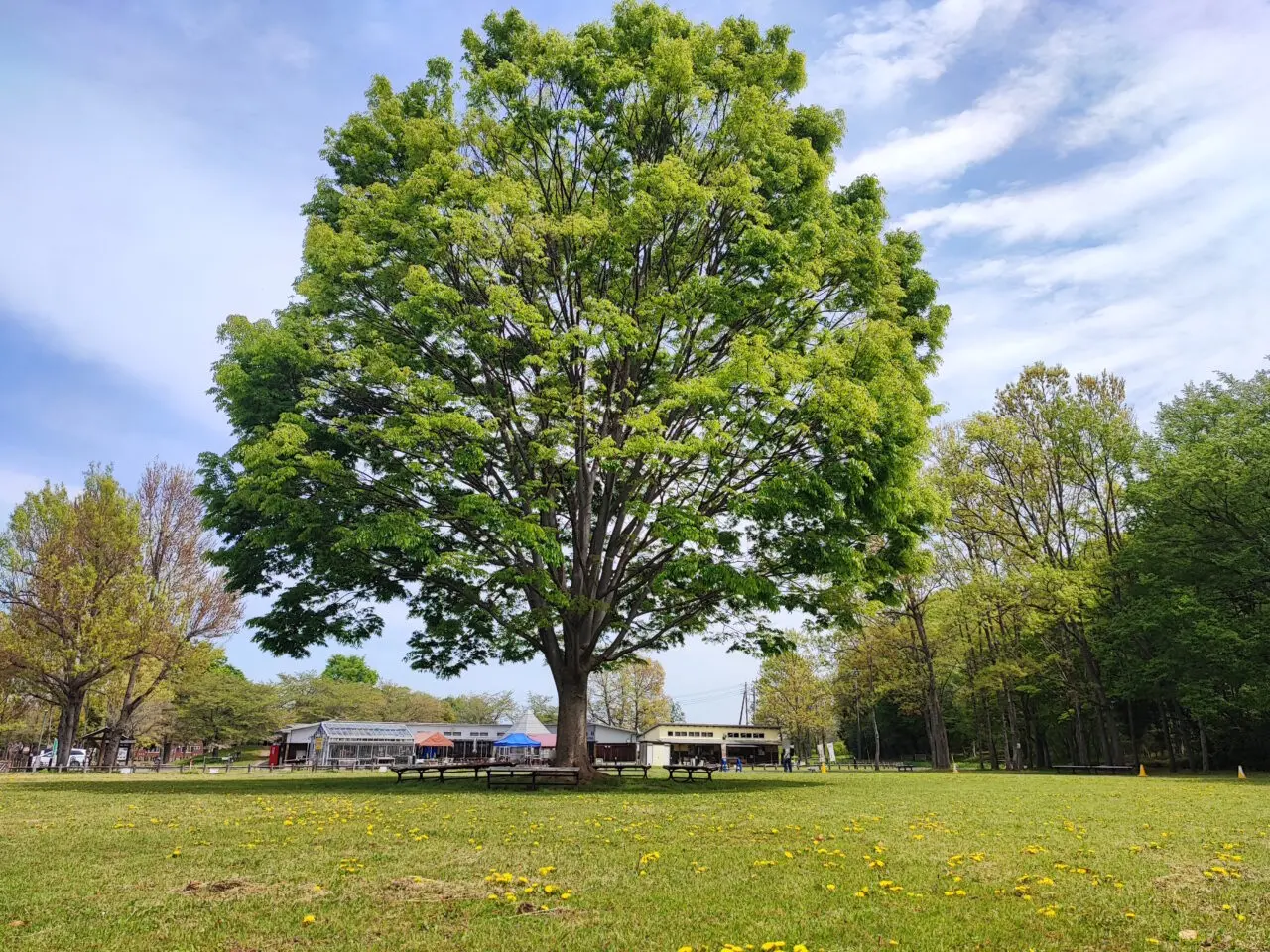 新しい村「アレルゲンフレンドリーマルシェ」