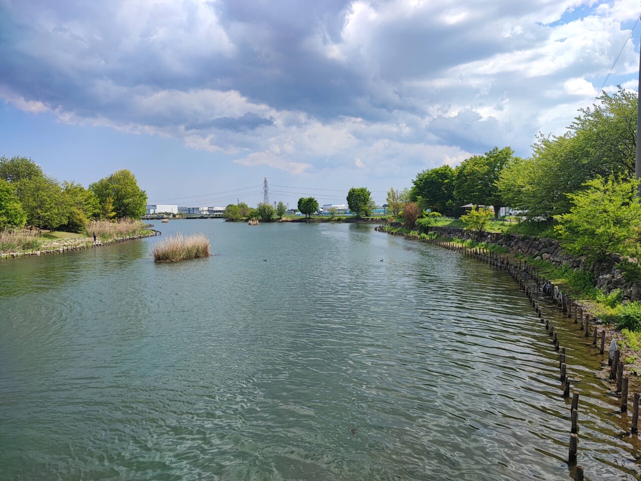 柴山沼鯉のぼり事業