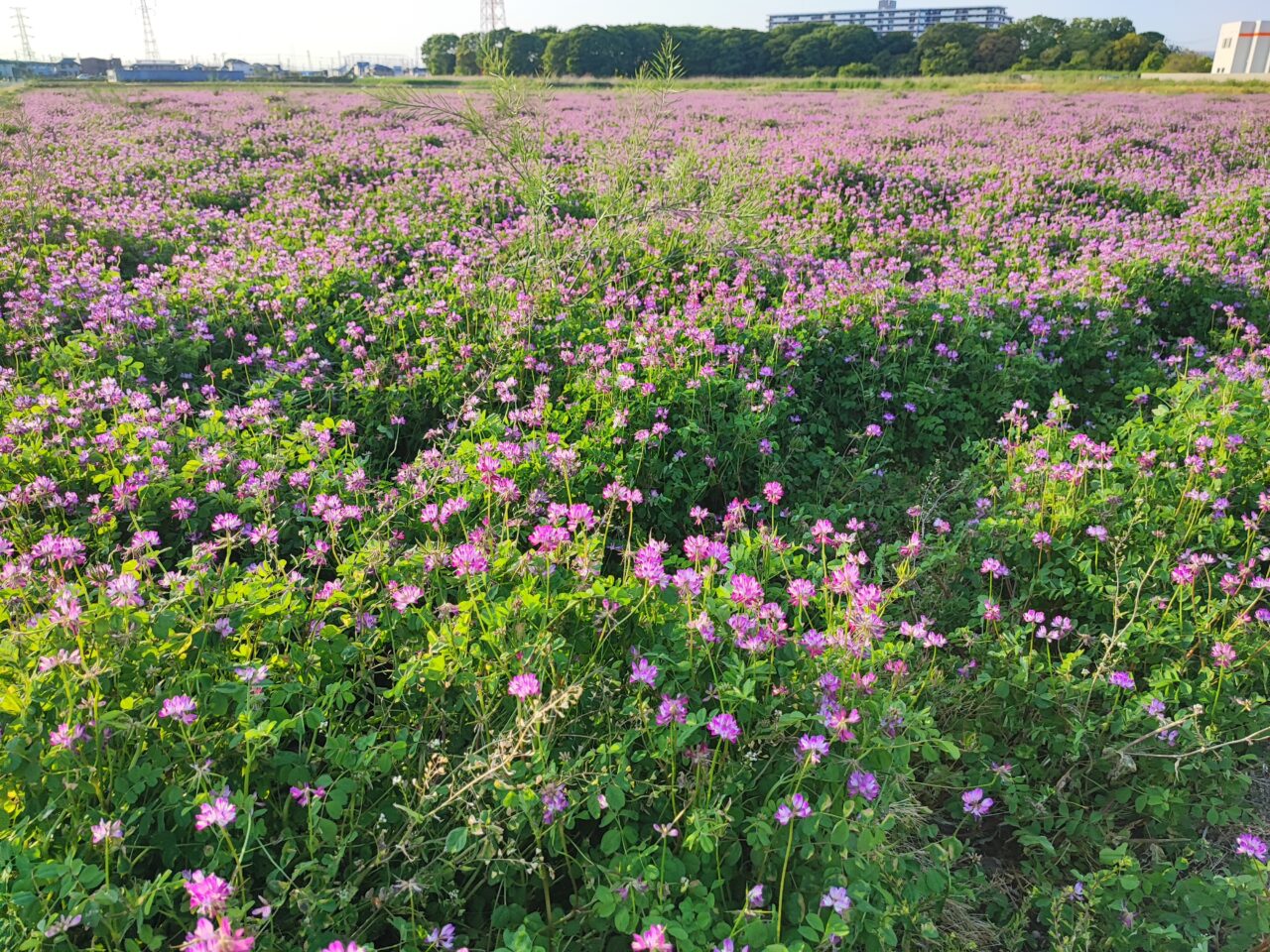 5月3日 馬立米米倶楽部 れんげ草まつり