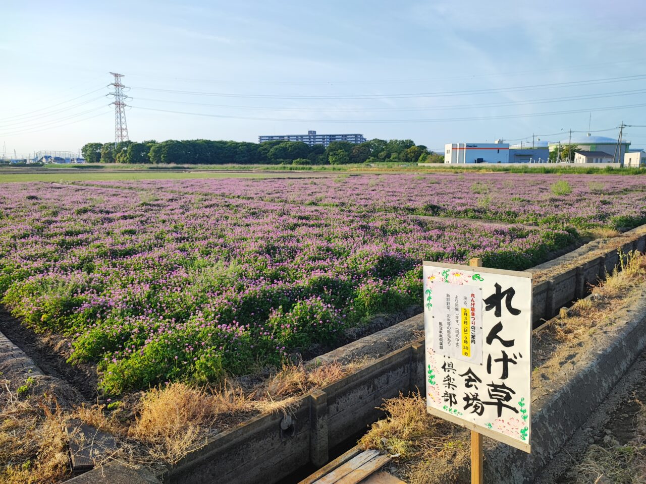 5月3日 馬立米米倶楽部 れんげ草まつり