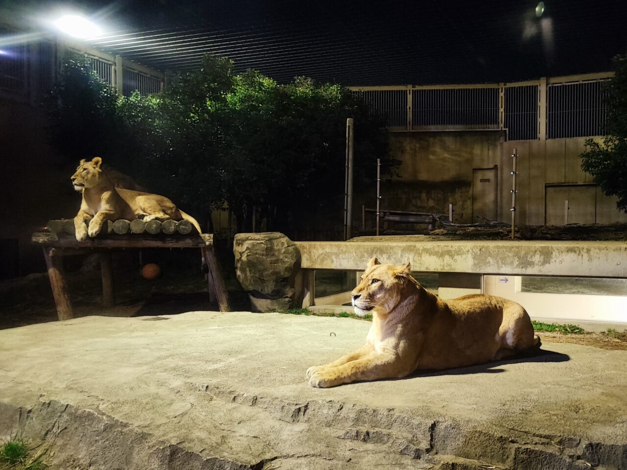 『文豪ストレイドッグス×東武動物公園 vol.3「NIGHT ZOO」』