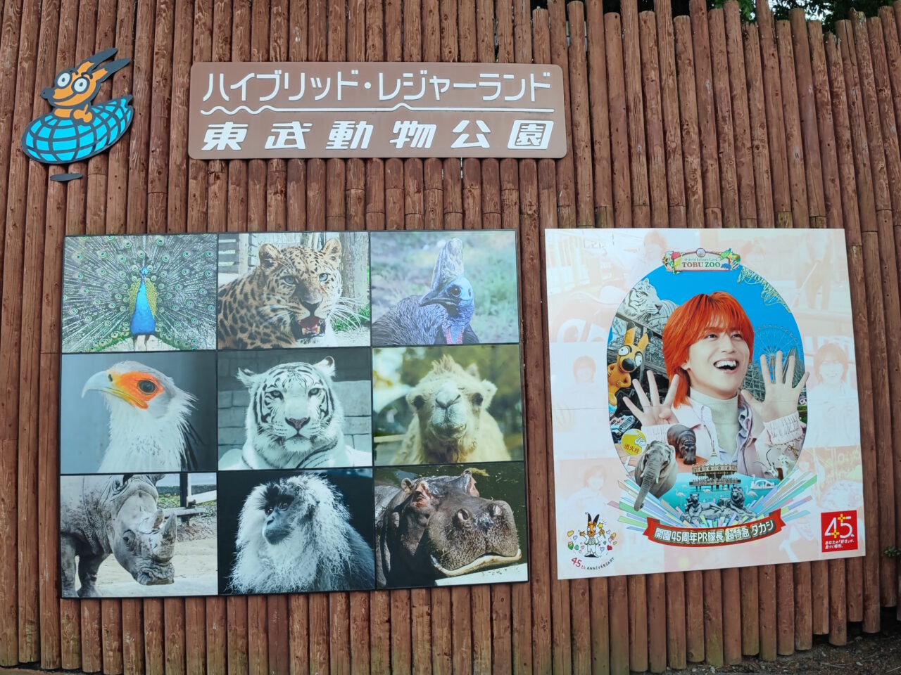 ホワイトタイガーのおやつタイム