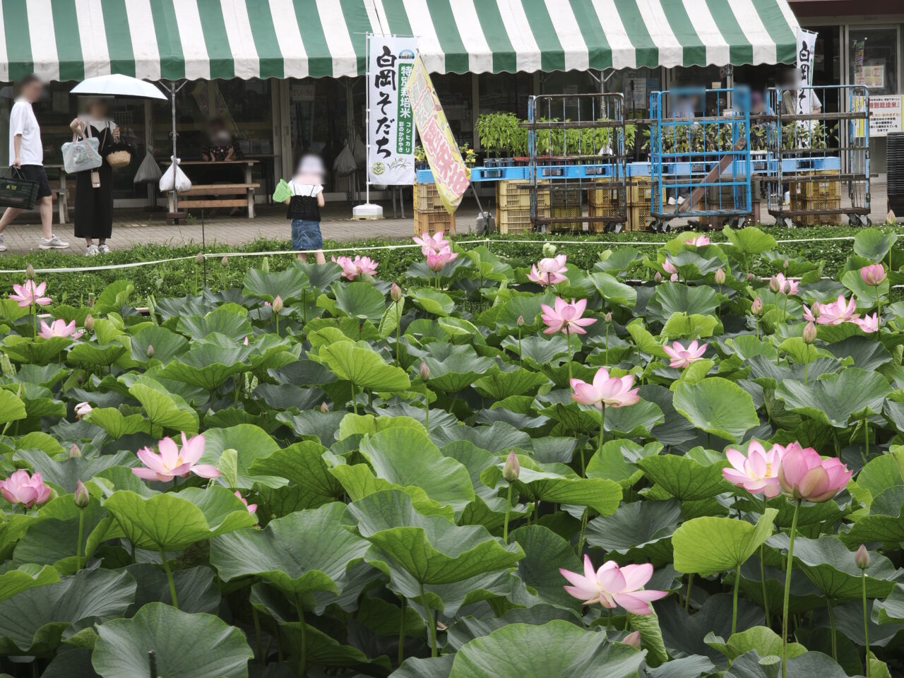 しらおか味彩センター「古代蓮」あまおうソフト