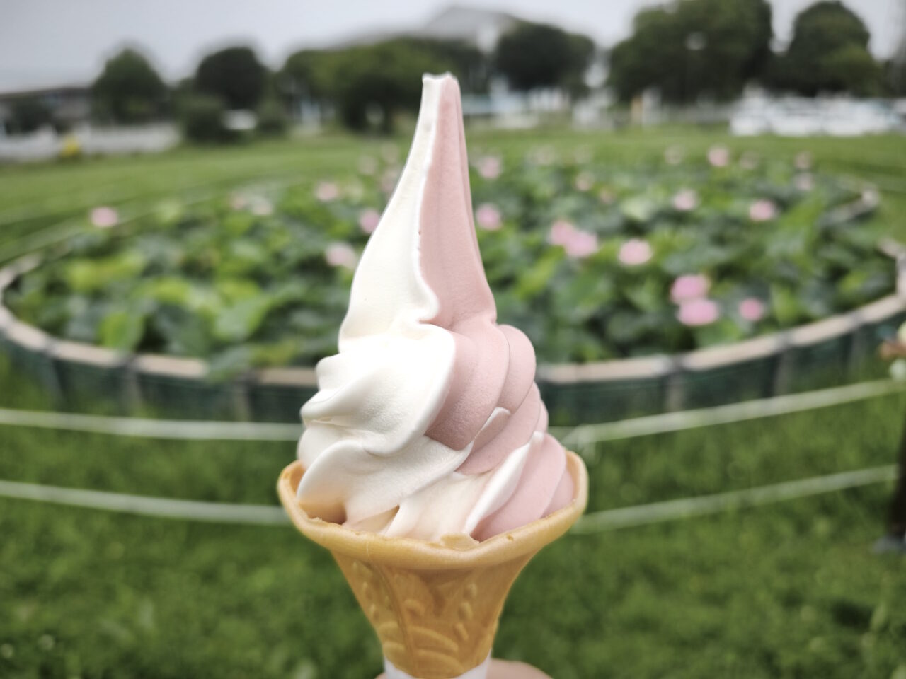 しらおか味彩センター「古代蓮」あまおうソフト