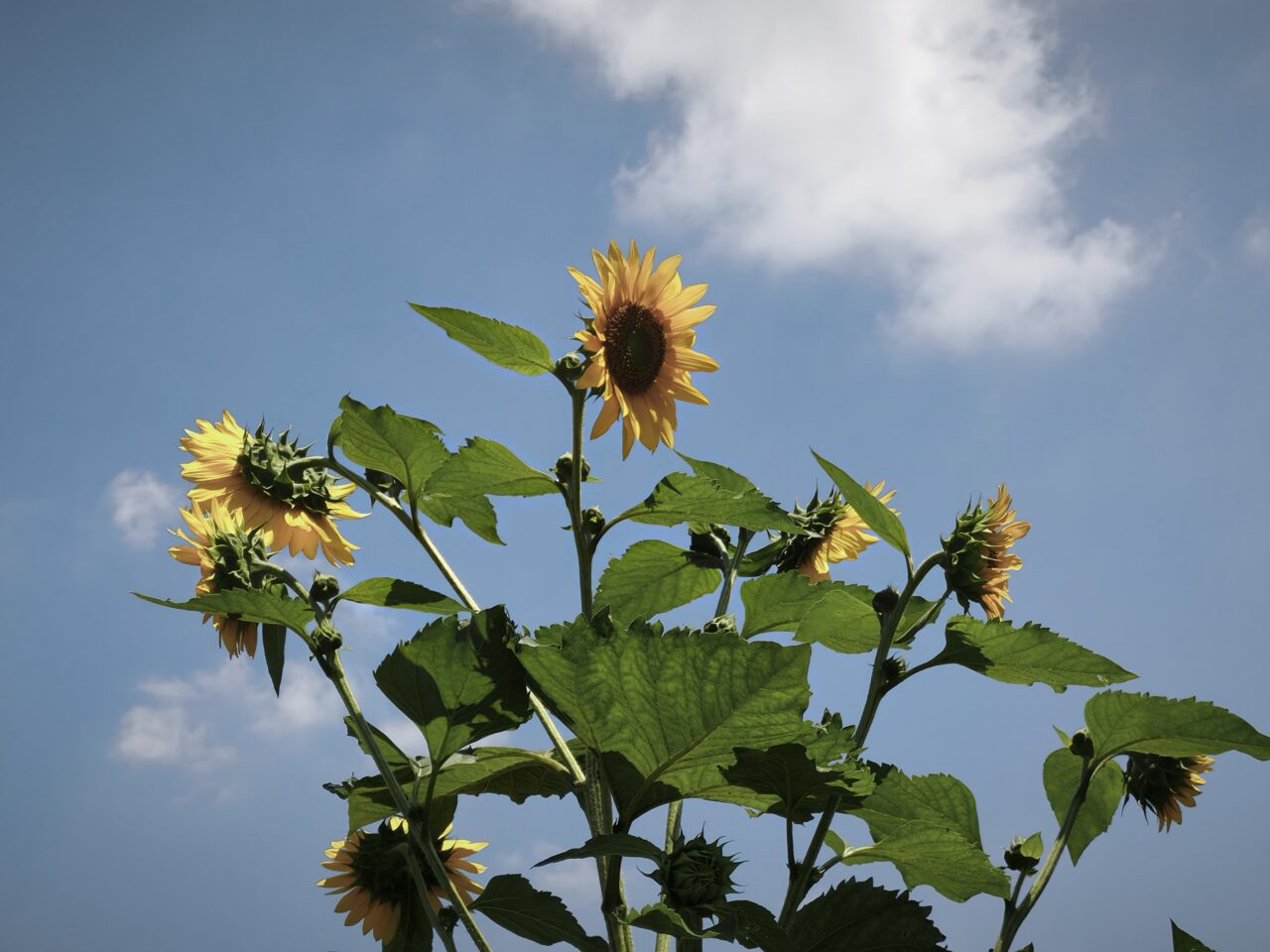 どこの花火大会