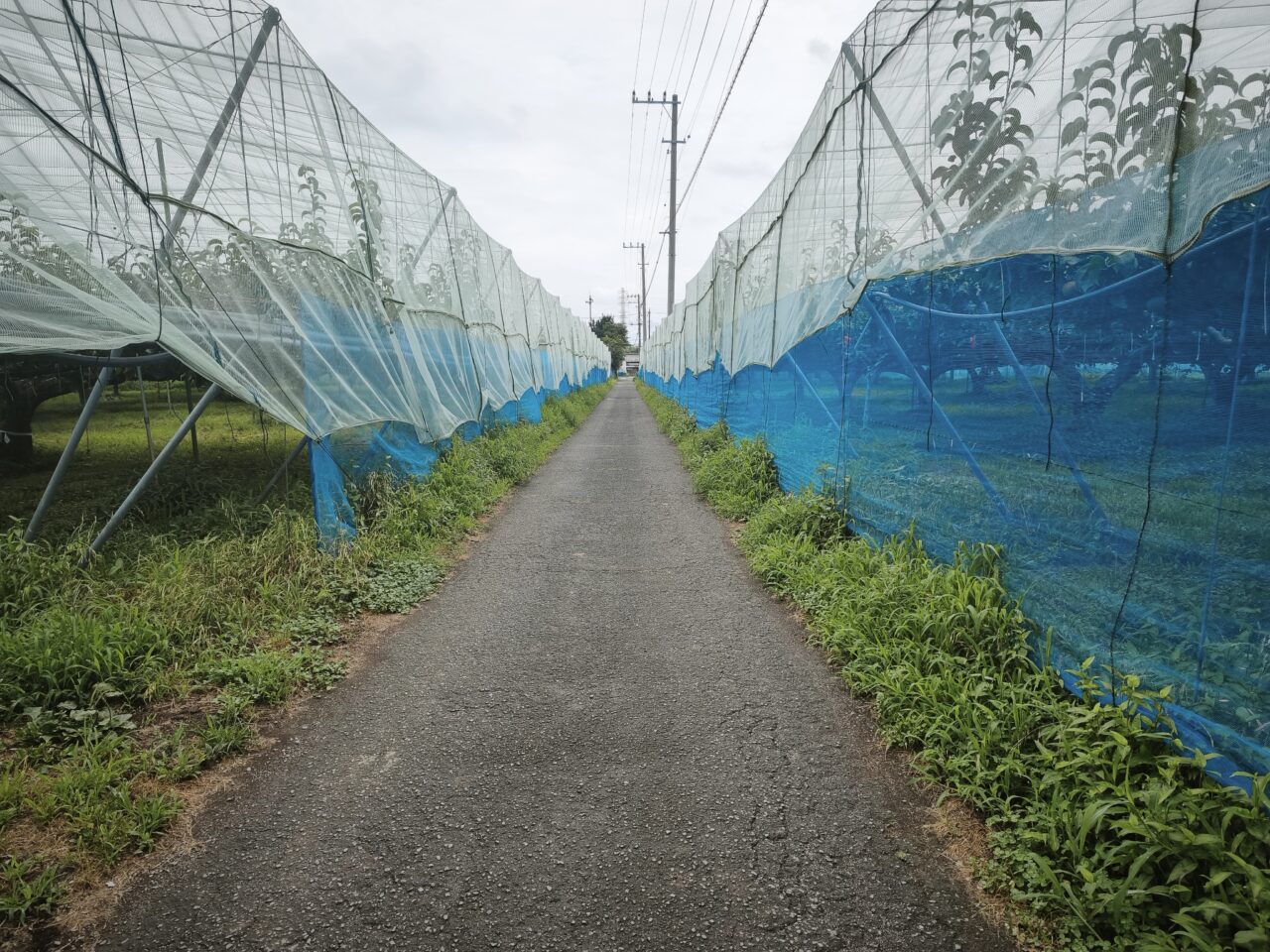 白岡市岡泉「榎本フルーツファーム」