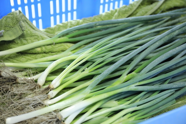 無人野菜直売所「白岡市」