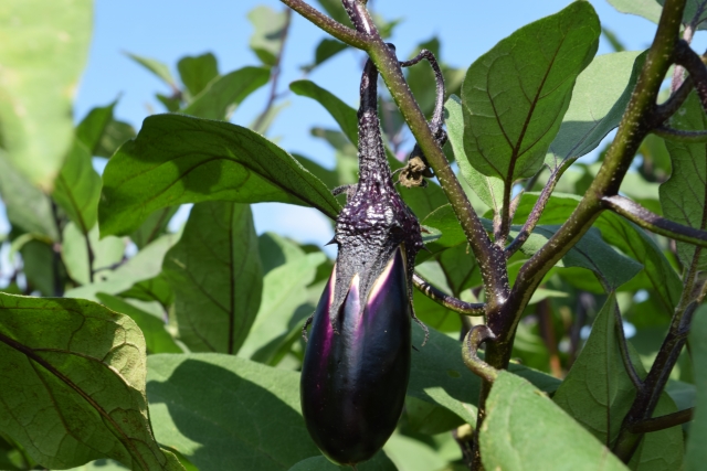 野菜直売所