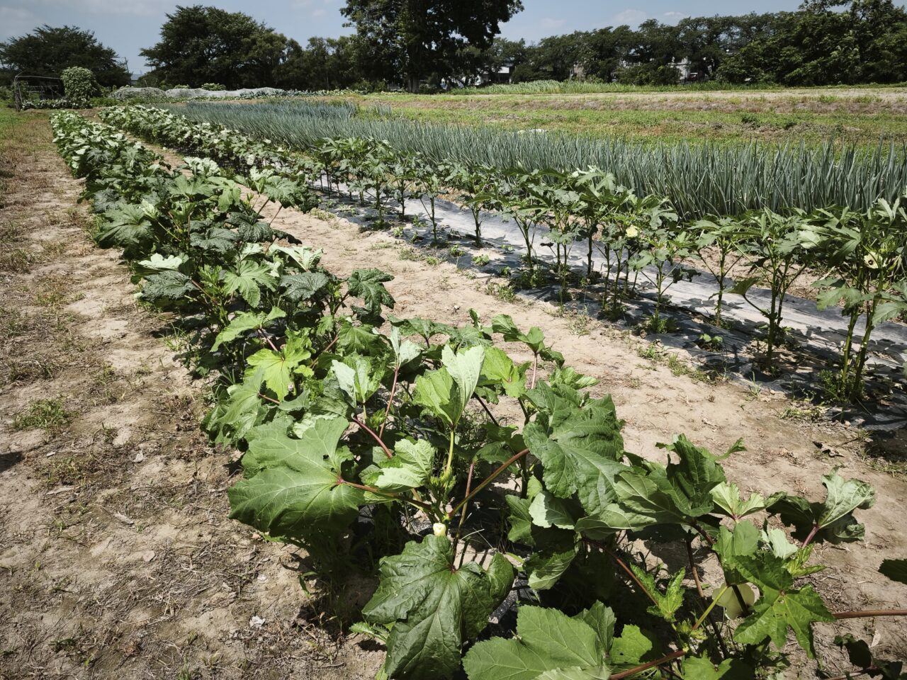 野菜直売所