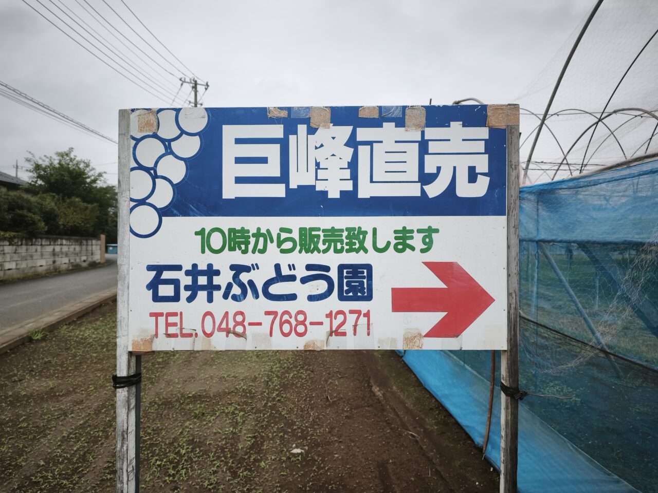 石井ぶどう園「巨峰」