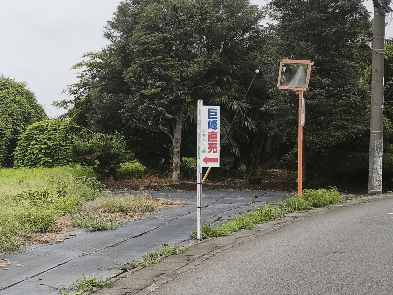 石井ぶどう園「巨峰」
