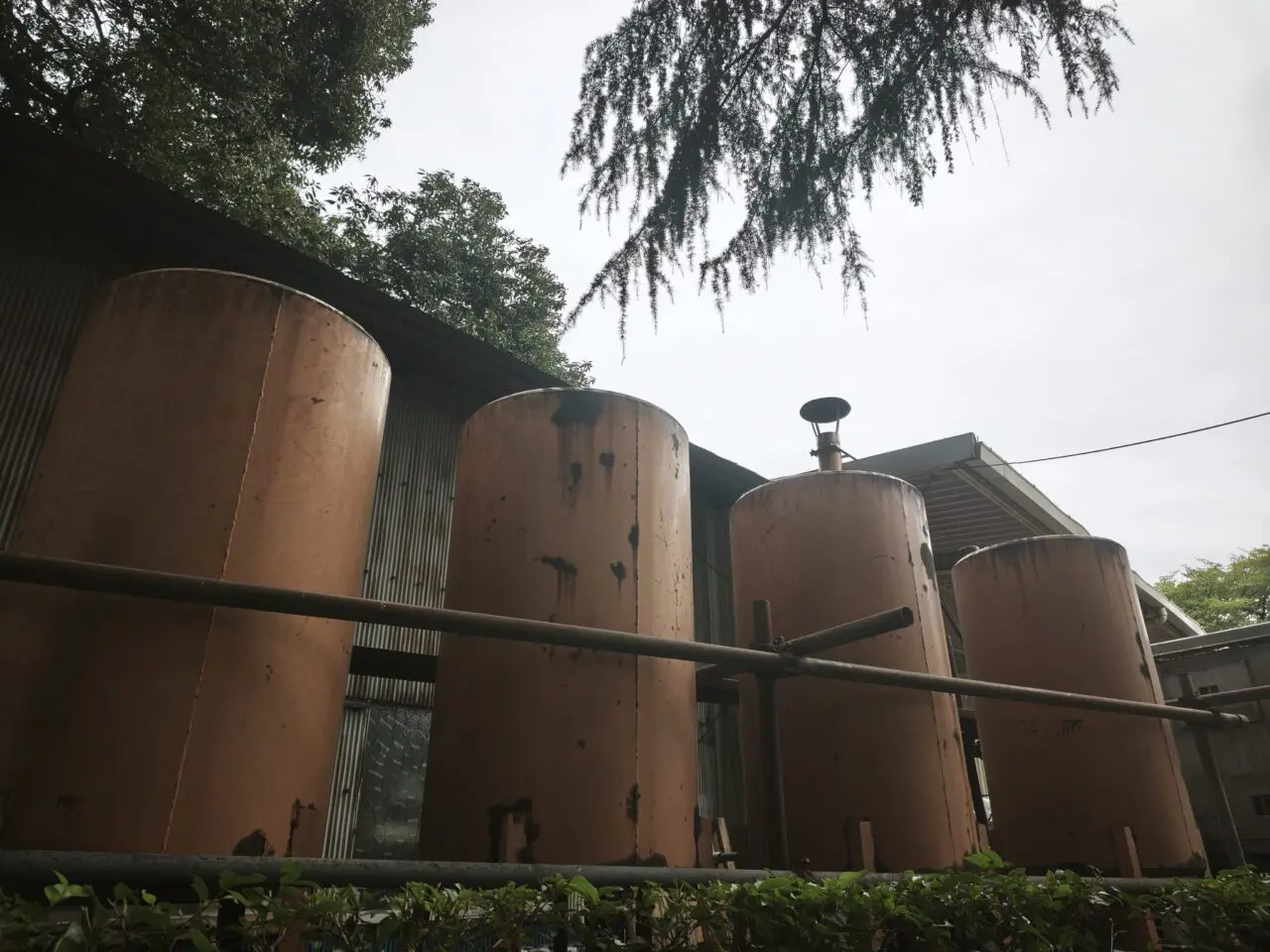 hug_marche 「神亀とhugする日」