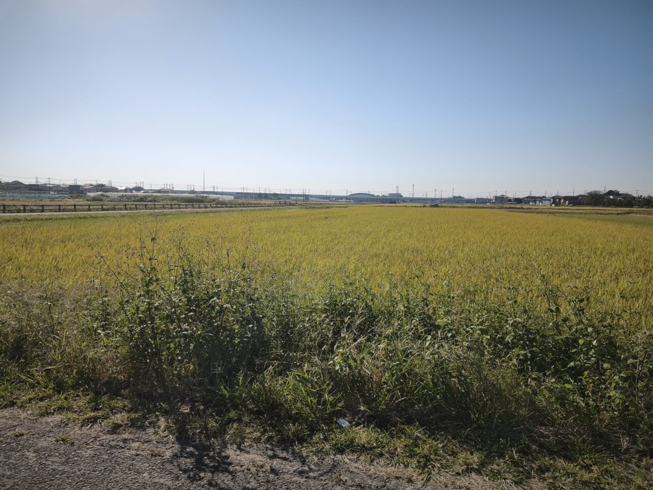 Freedom Farm(フリーダムファーム)「極上プレミアムしいたけ」