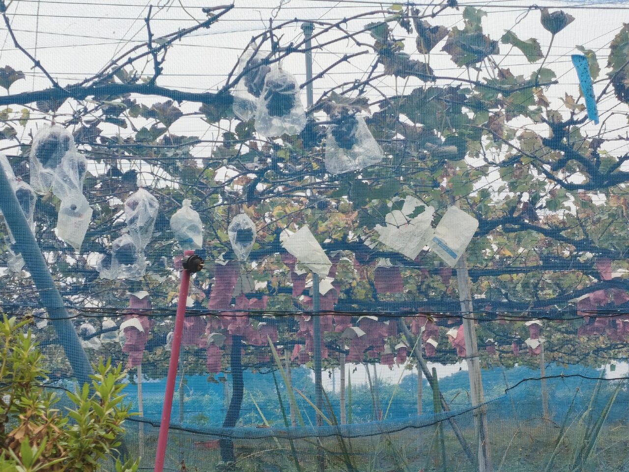 蓮田市城「斉藤ぶどう園」残り4日間